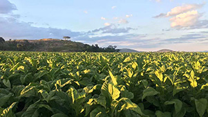 Raw material planting