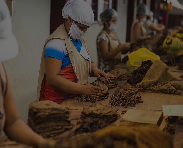 Tobacco raw material